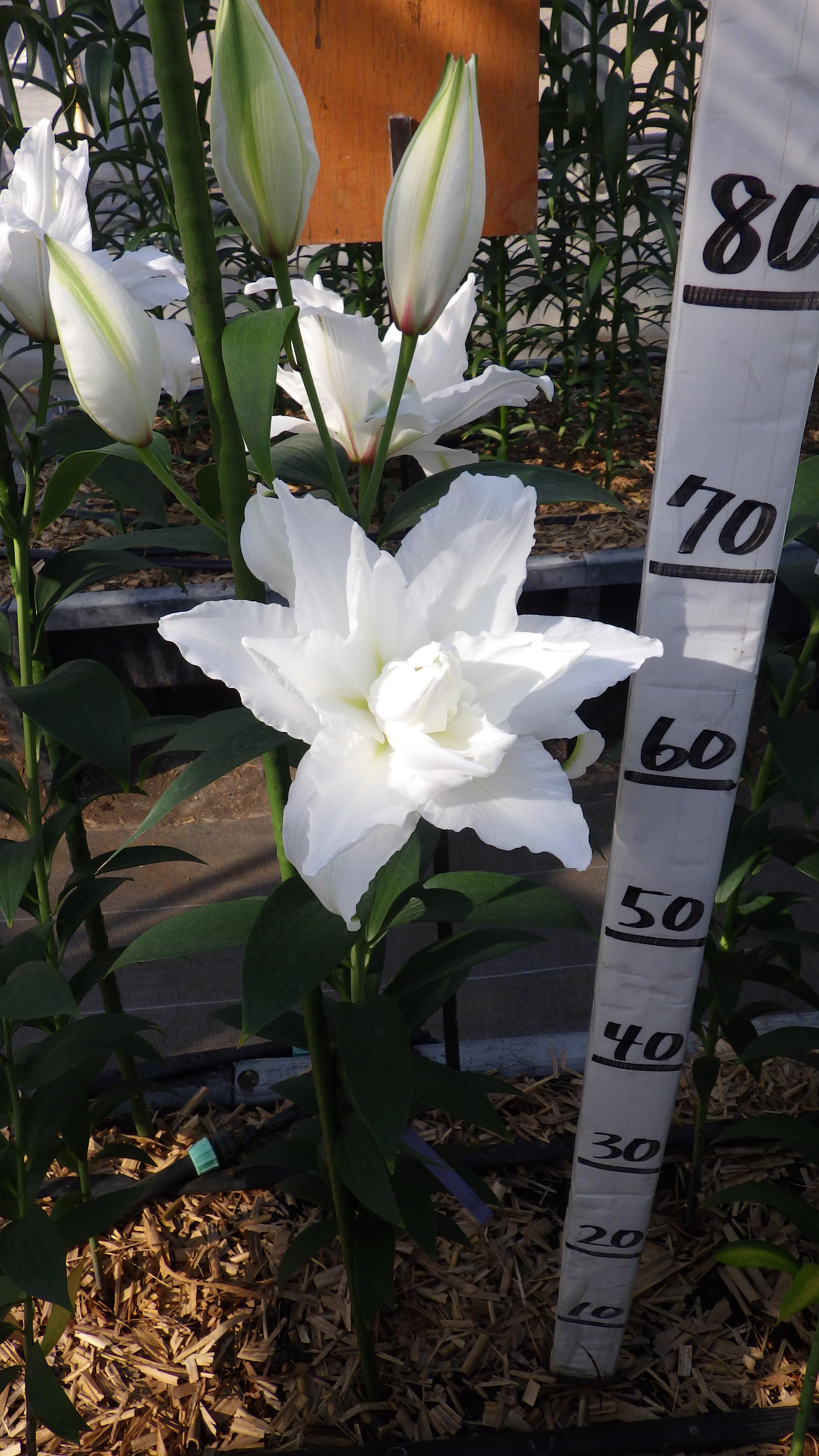 ホワイトトルネード(八重)